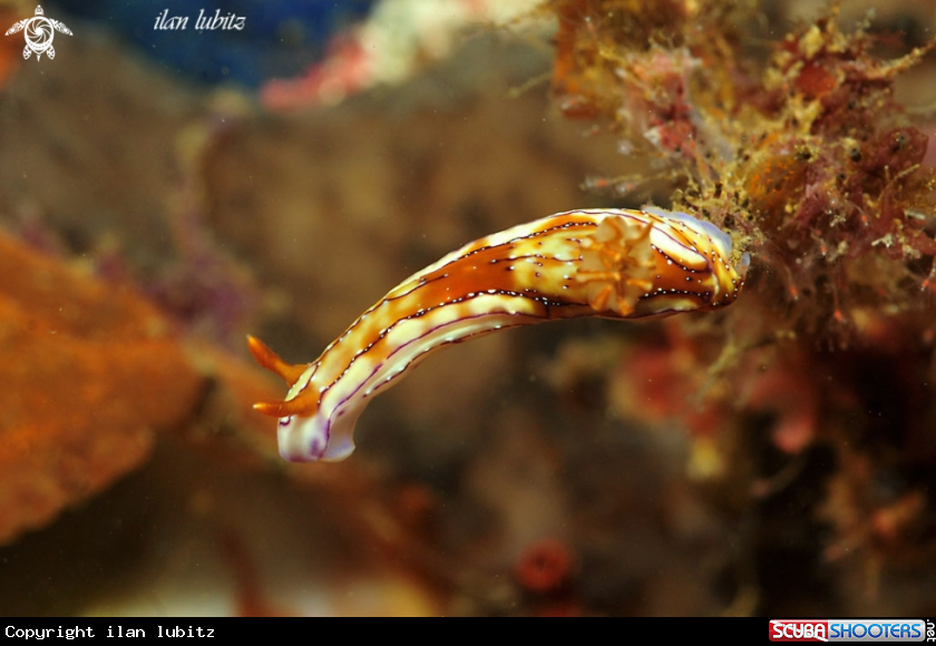 A Nudibranch