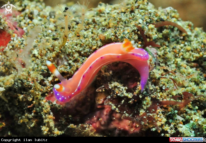 A Nudibranch