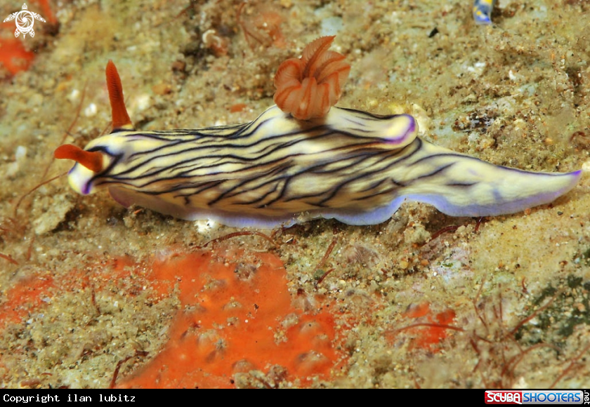 A Nudibranch