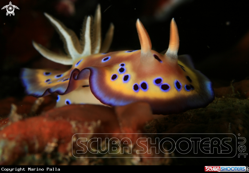 A Nudibranch