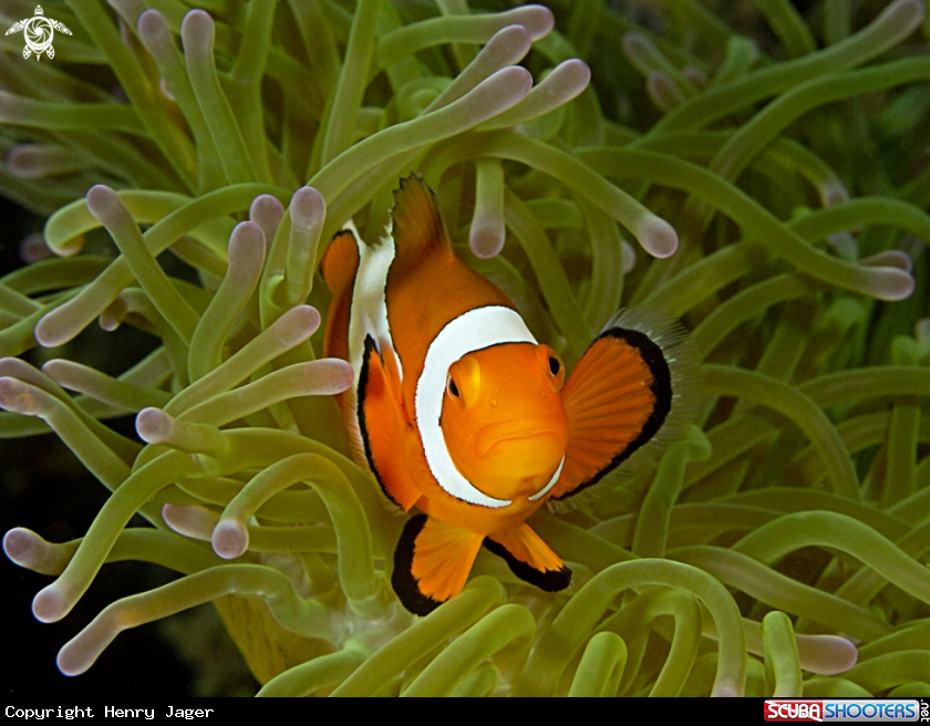 A False clown Anemonefish (Clownfish)