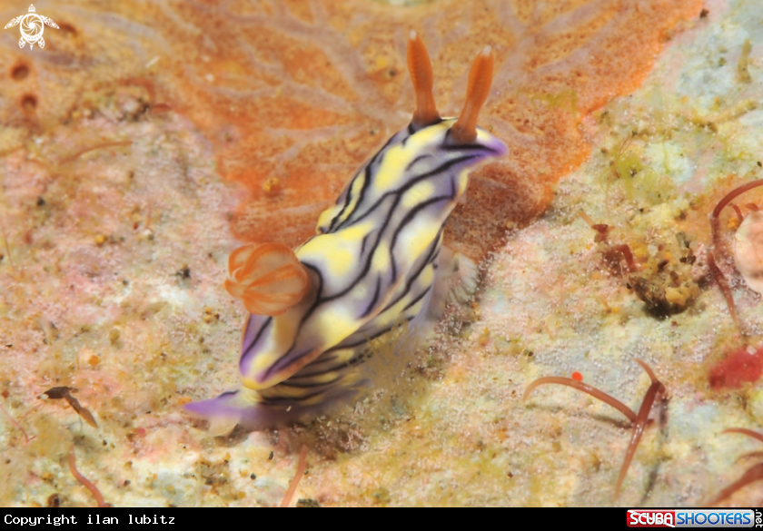 A Nudibranch