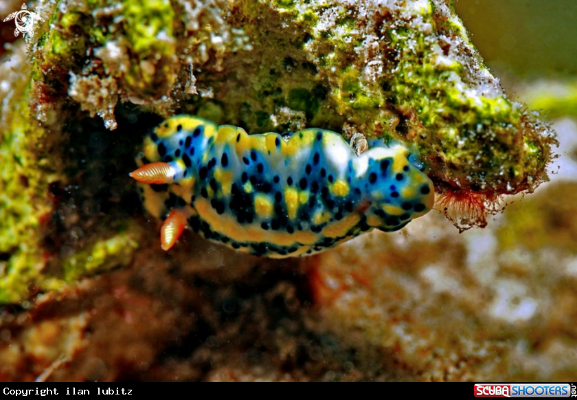 A Nudibranch