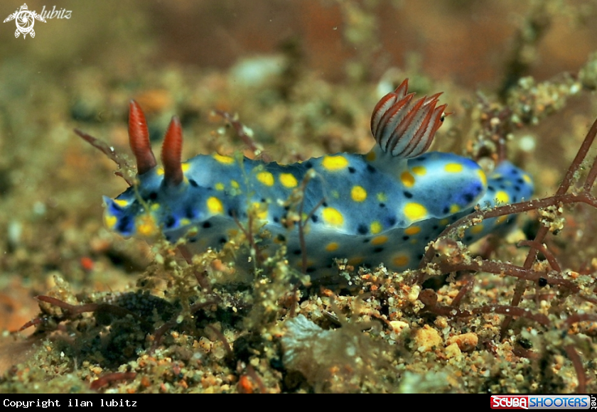 A Nudibranch