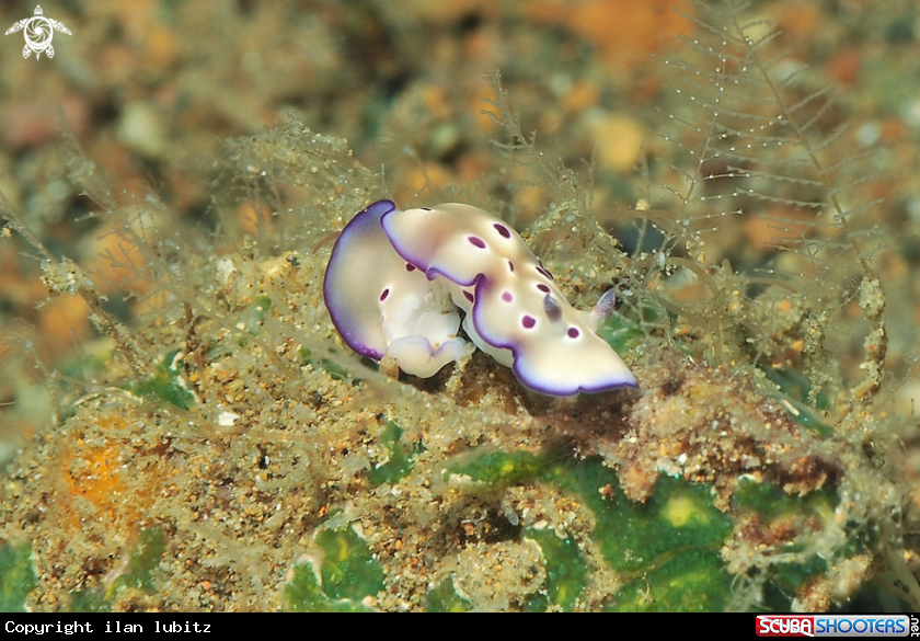 A Nudibranch