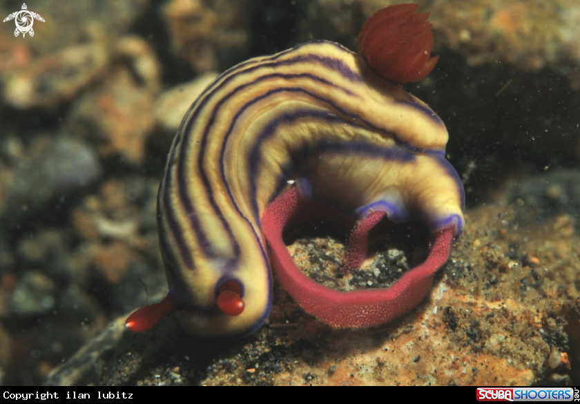 A Nudibranch