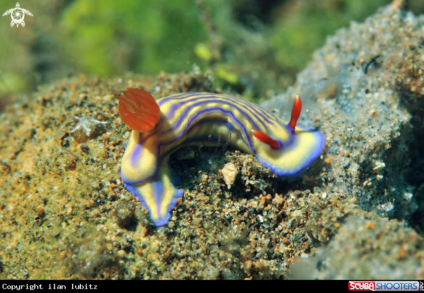 A Nudibranch