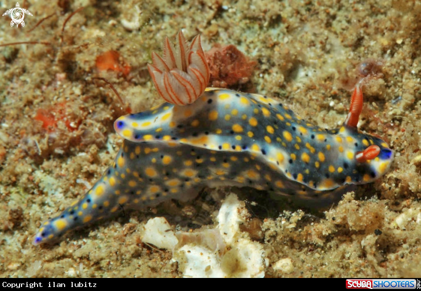 A Nudibranch