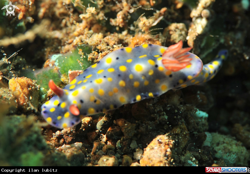 A Nudibranch