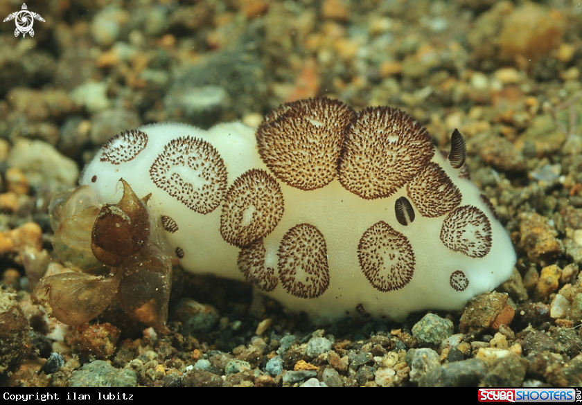 A Nudibranch