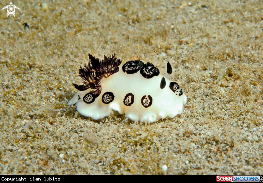A Nudibranch