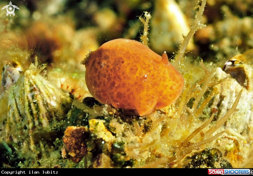 A Nudibranch