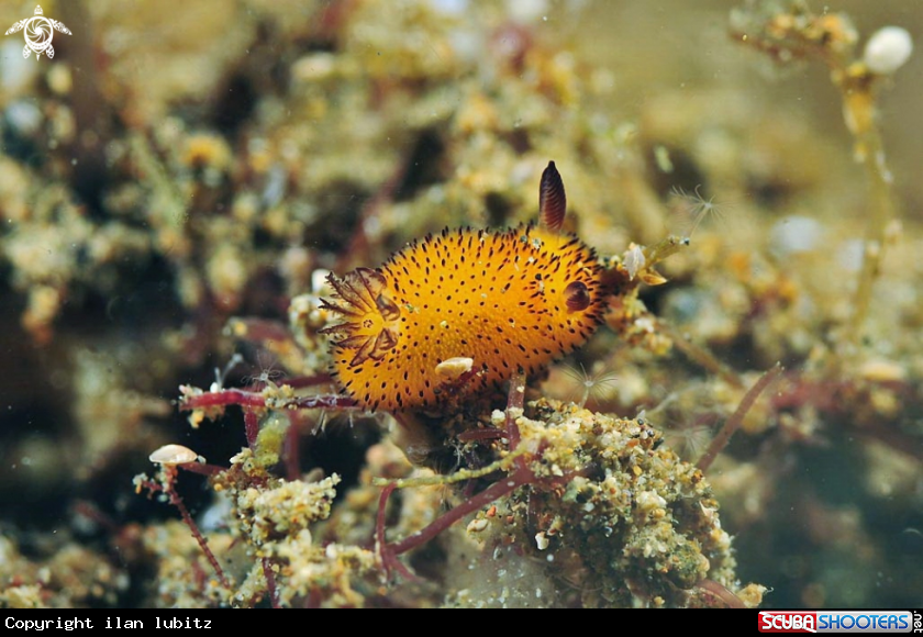 A Nudibranch