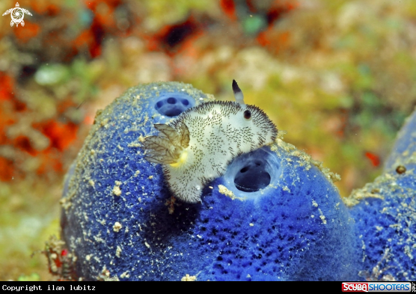 A Nudibranch