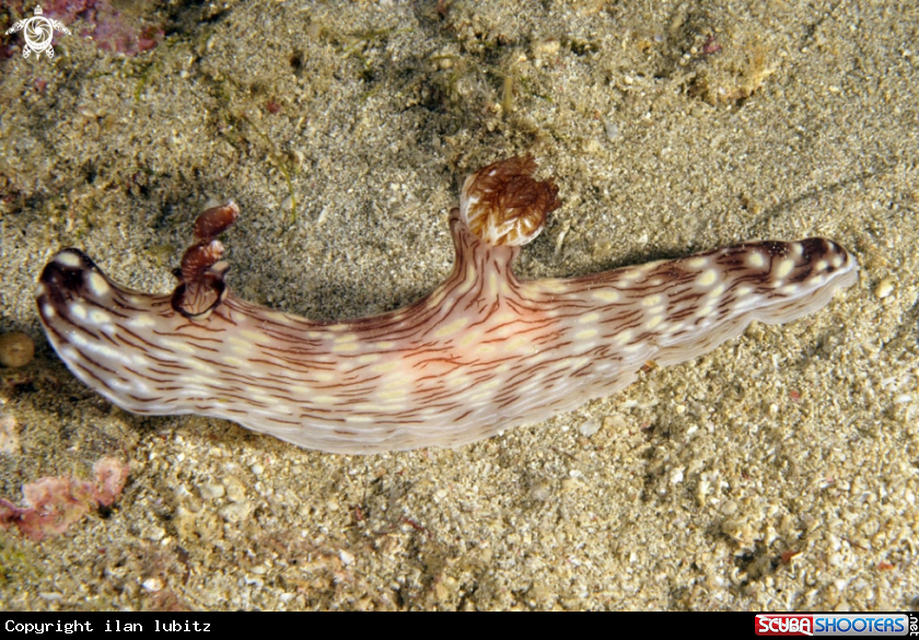 A Nudibranch