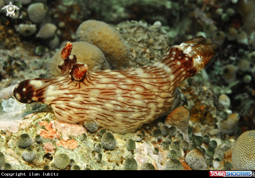 A Nudibranch