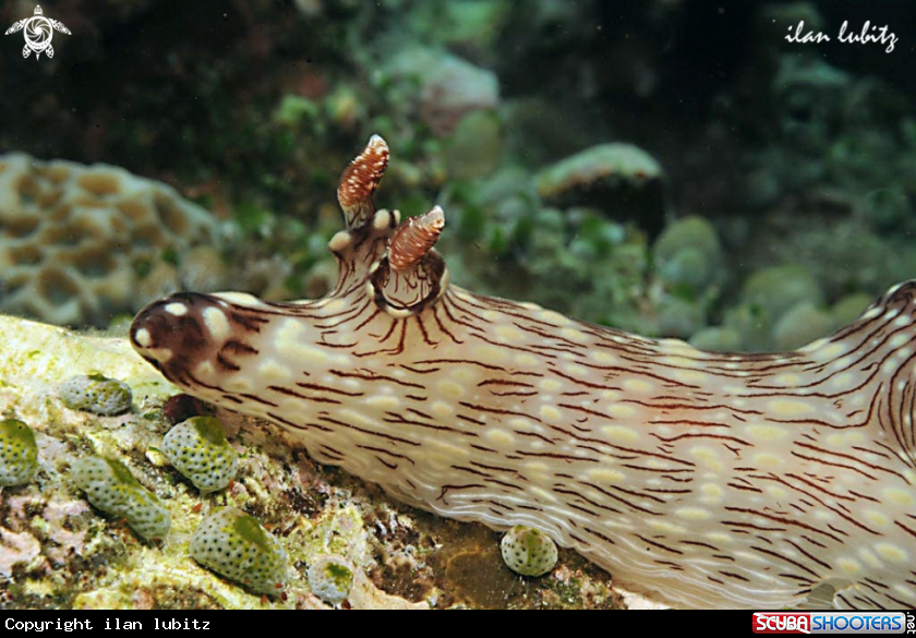 A Nudibranch