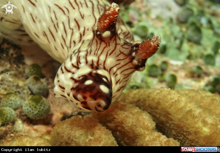 A Nudibranch
