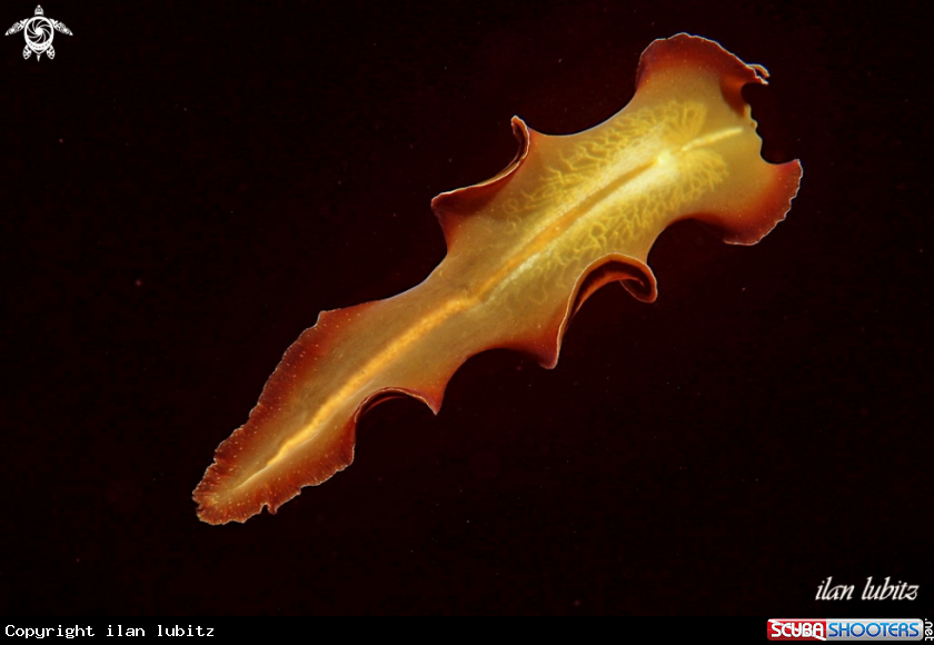 A flat worm
