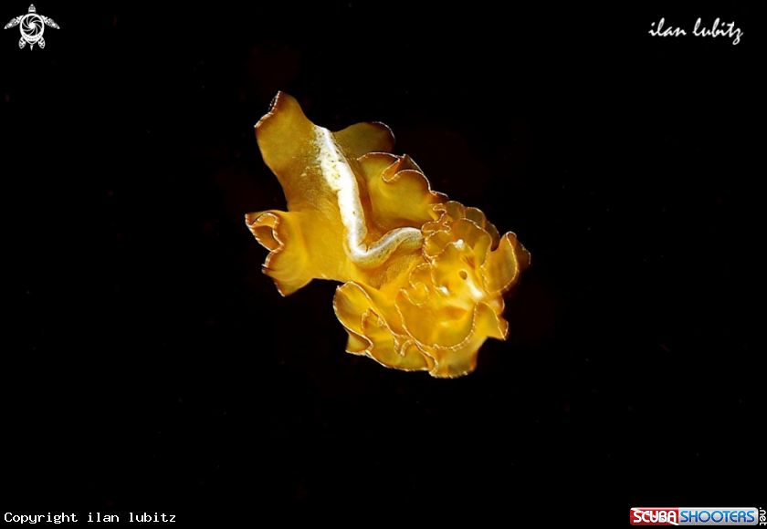 A flat worm