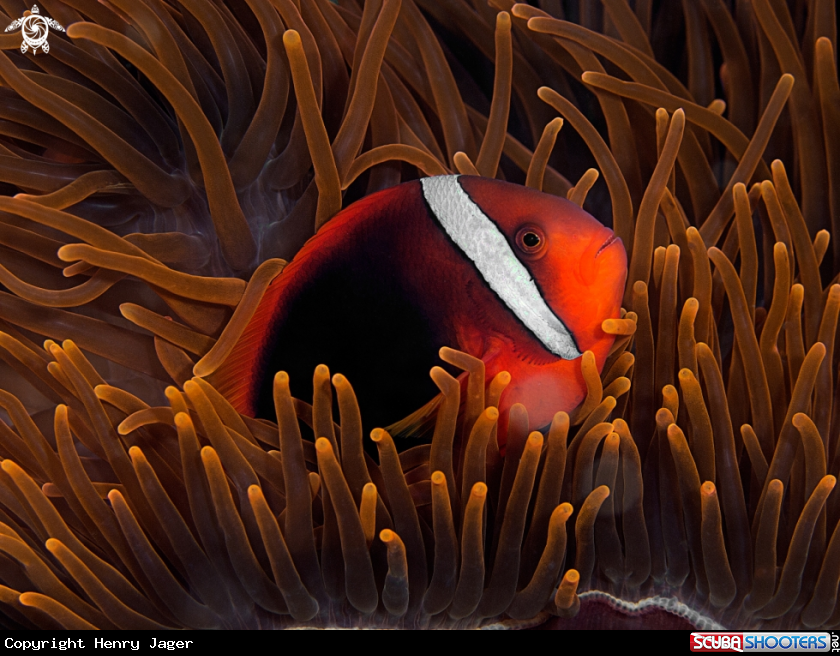A Tomato Anemonefish