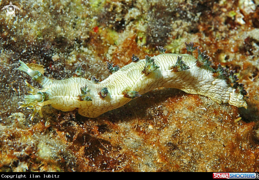 A Nudibranch