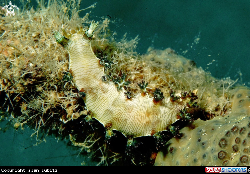 A Nudibranch