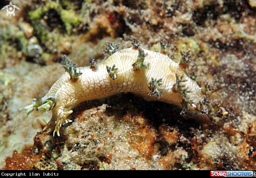 A Nudibranch