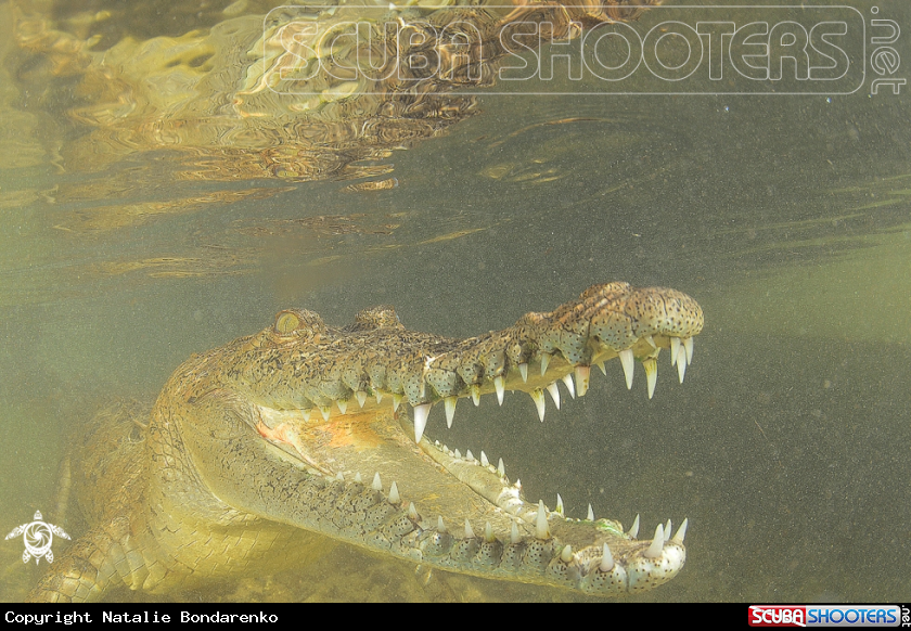 A Crocodile