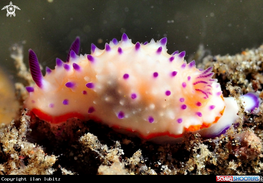A Nudibranch