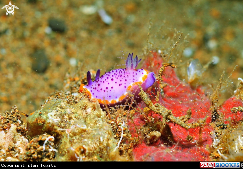A Nudibranch