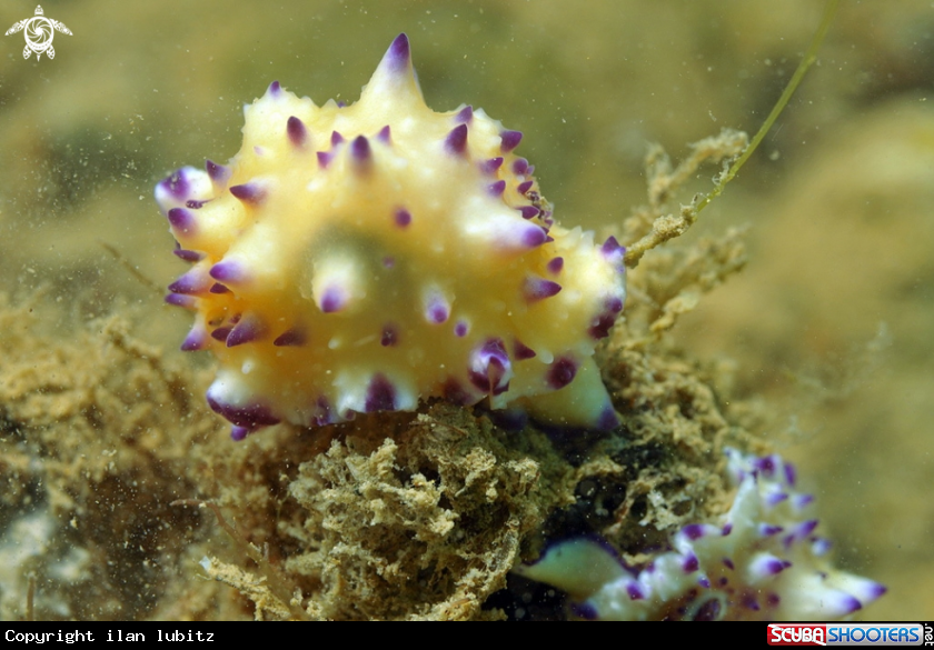 A Nudibranch