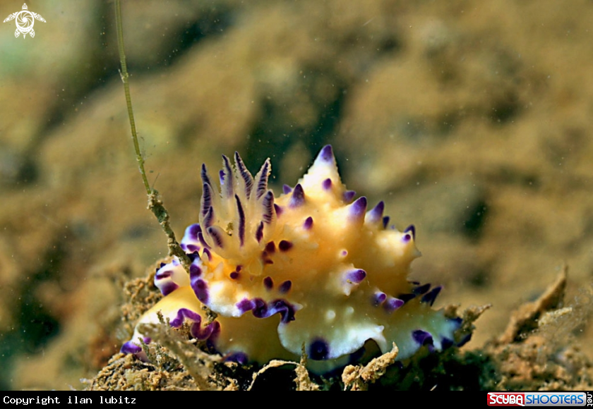 A Nudibranch