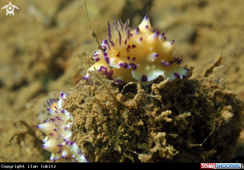 A Nudibranch