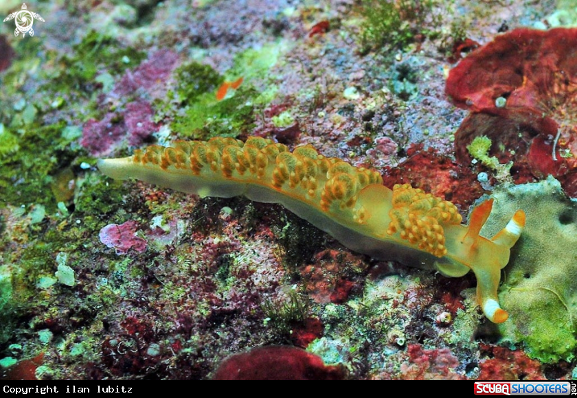 A Nudibranch