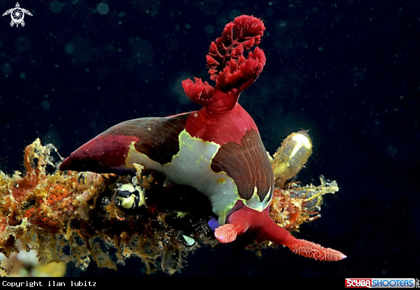 A Nudibranch
