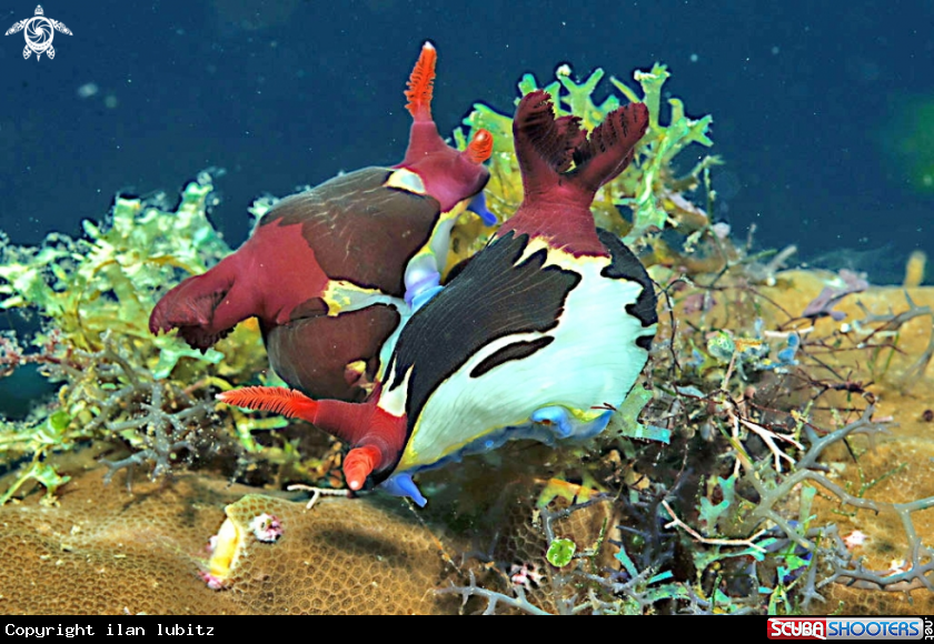 A Nudibranch