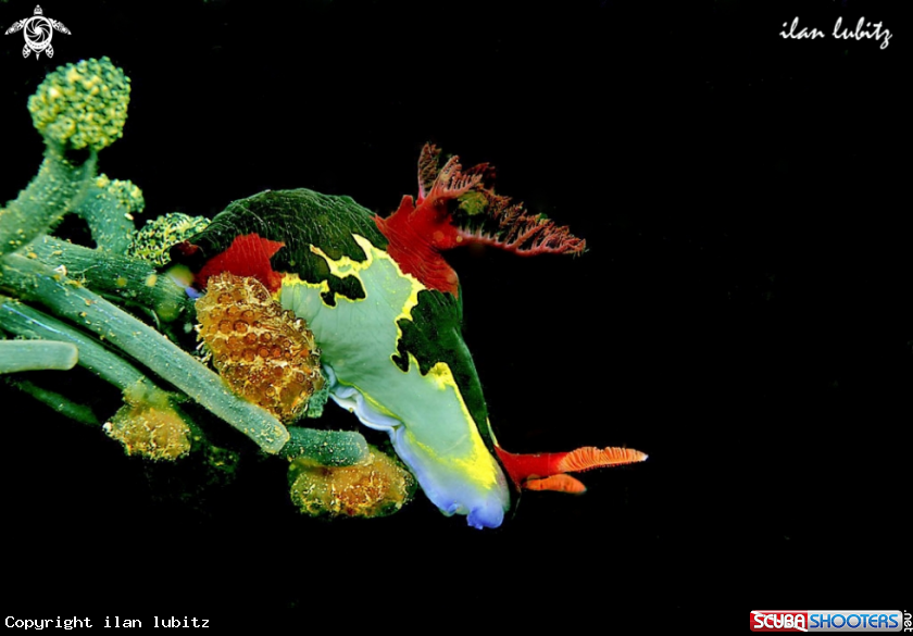 A Nudibranch