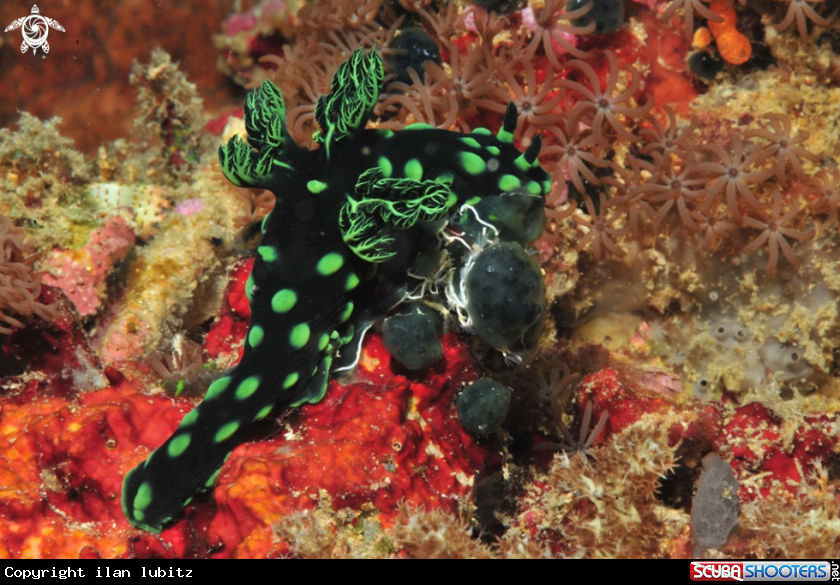 A Nudibranch
