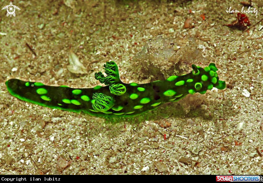 A Nudibranch