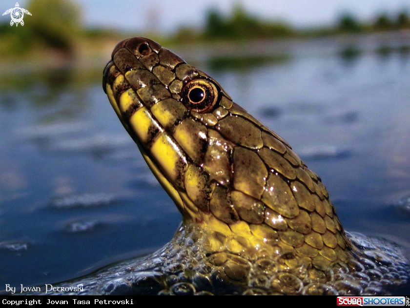 A Vodena zmija Ribarica / Water snake - Ribarica.