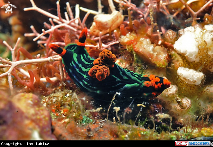 A Nudibranch