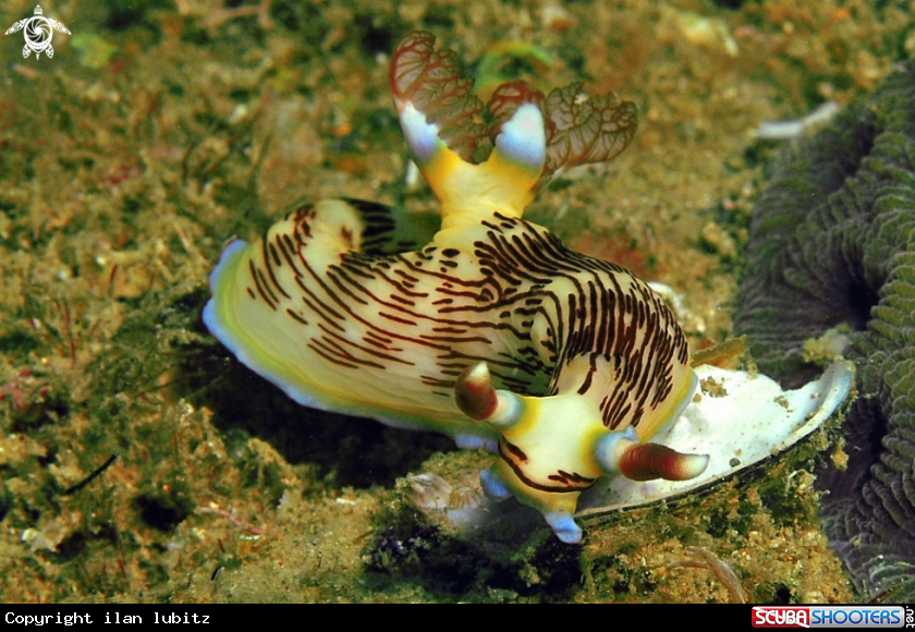 A Nudibranch