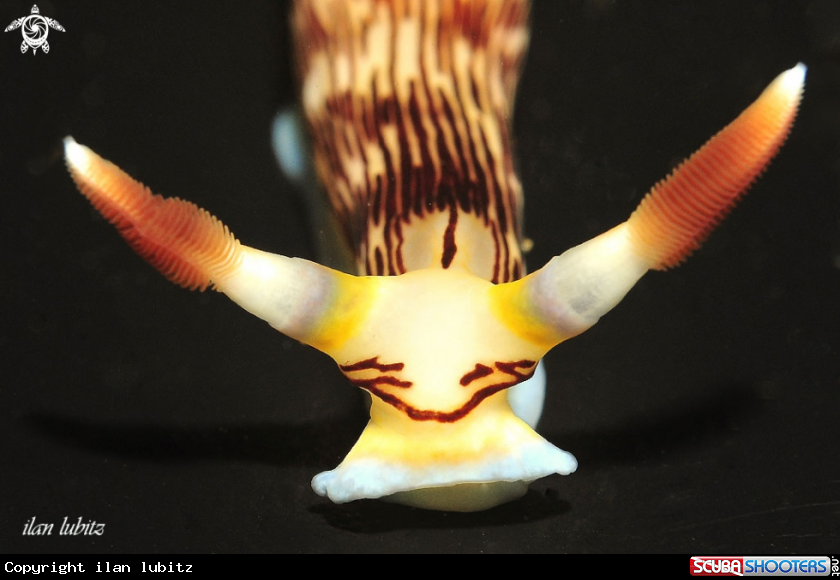 A Nudibranch