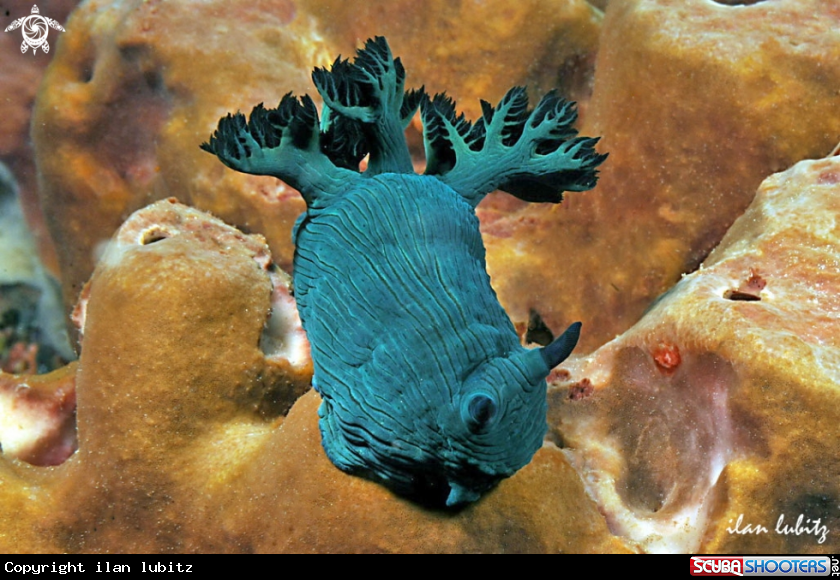 A Nudibranch