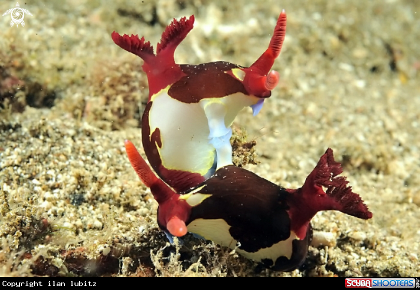 A Nudibranch