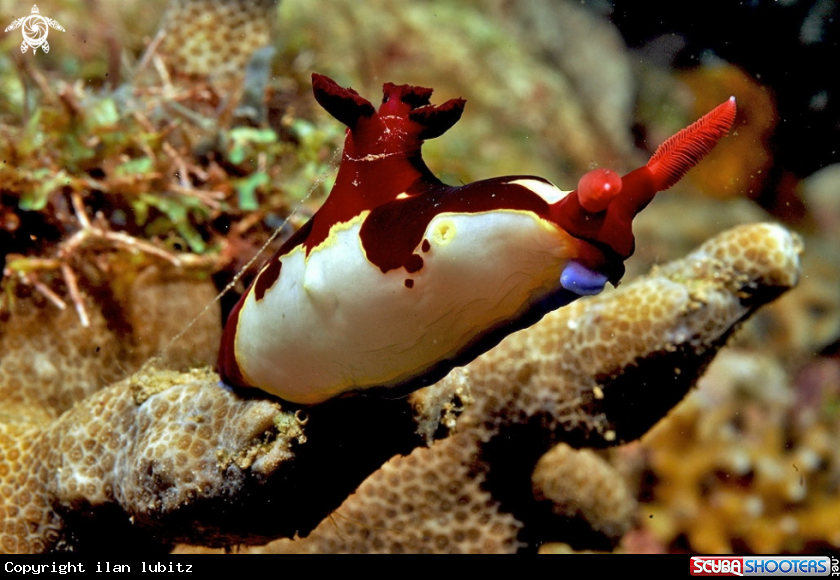 A Nudibranch