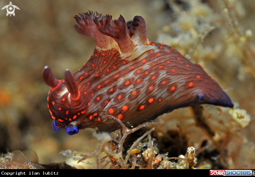 A Nudibranch