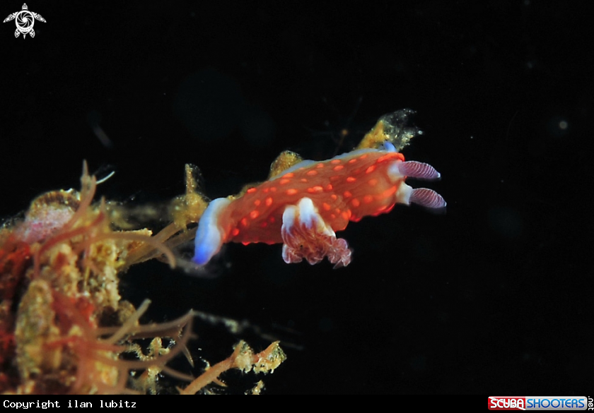A Nudibranch