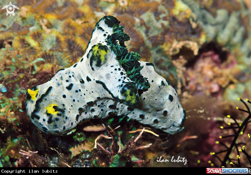 A Nudibranch